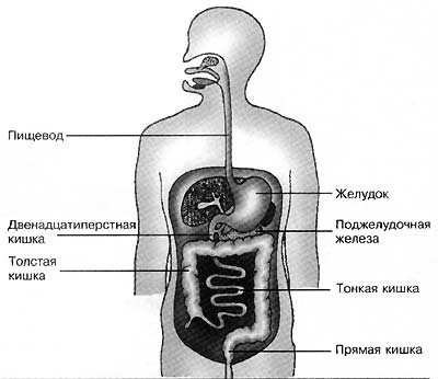 Желудочно кишечный тракт (ЖКТ)